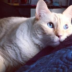 Meet your Posher, Irene